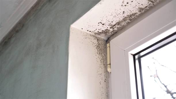 Best Basement Mold Remediation in Galls, IN